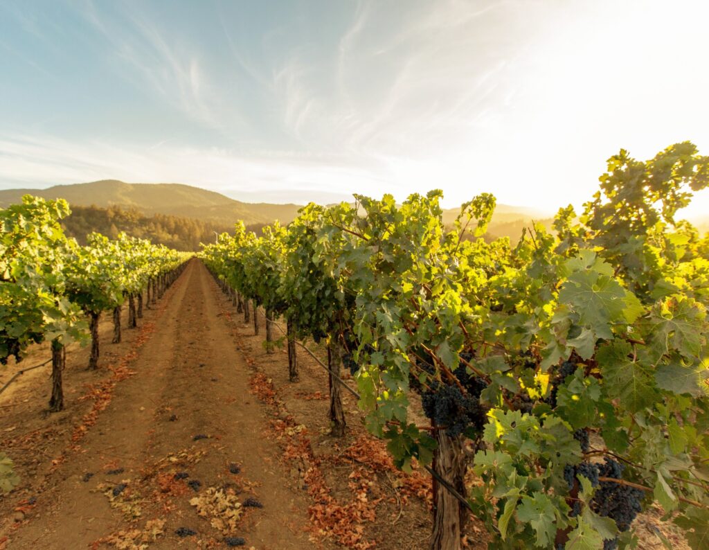 Kendall-Jackson wines are sourced from grapes grown all over their vineyards in California
