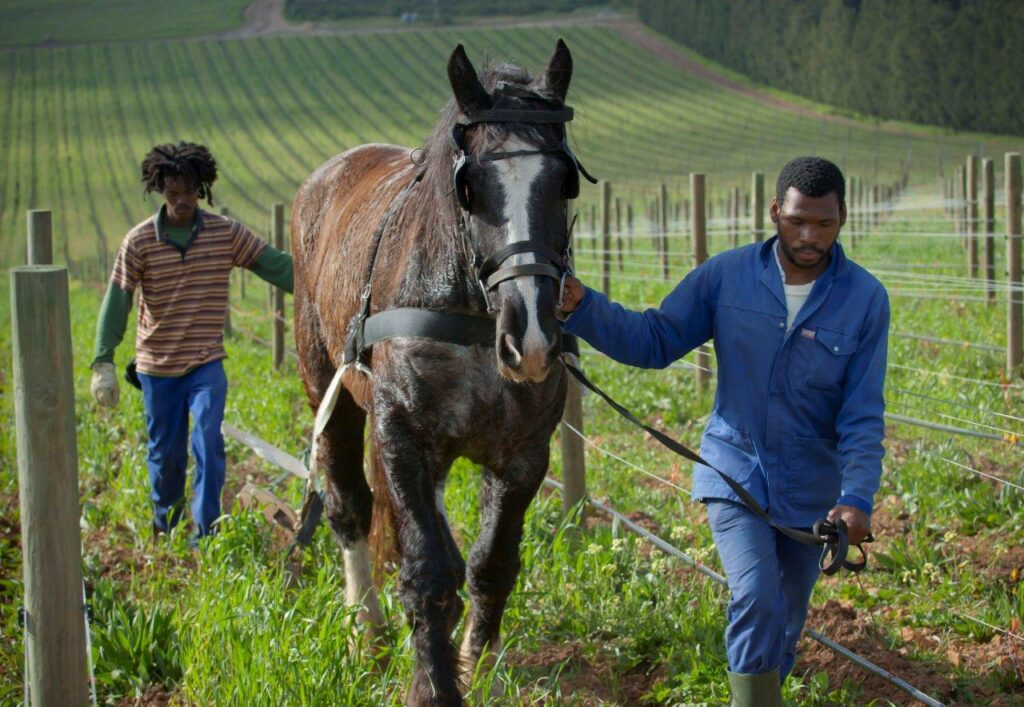 Biodynamic and organic wine product at Waterkloof Vineyard in South Africa