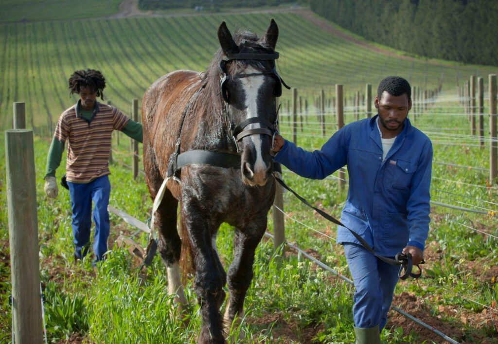 Biodynamic and organic wine product at Waterkloof Vineyard in South Africa