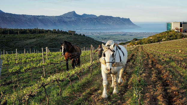 Waterkloof wine tasting at Ann Et Vin in Newark